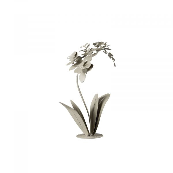 Orchidea - Pianta da soggiorno decorativa - Arti e Mestieri